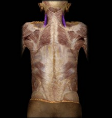 <p>Elevates the scapula and inferiorly rotates it.</p>