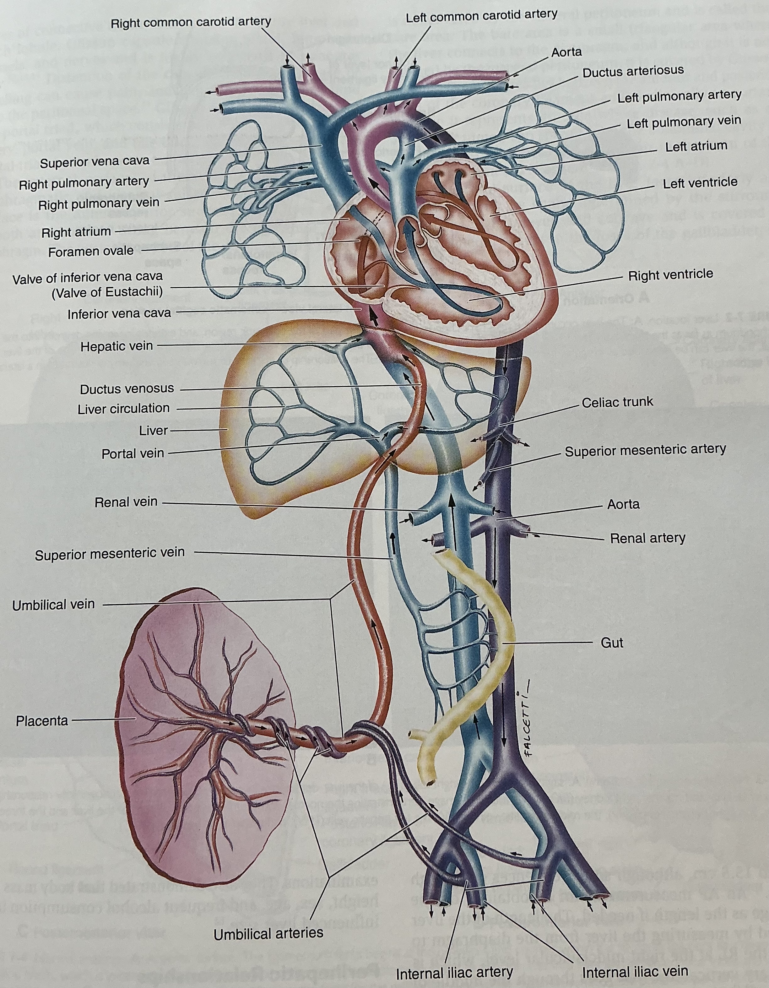 knowt flashcard image