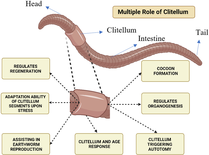 <ul><li><p>“Pack saddle” </p></li><li><p>85% are oligochaetes (subclass) </p></li><li><p>hermaphroditic </p></li><li><p>Clitellum - secretes cocoons for embryos, mucus used for sperm transfer, albumen for embryos (food source) </p></li><li><p>Permanent gonads </p></li></ul><p></p>