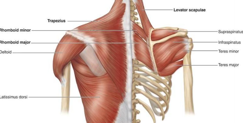 <p><span>Shoulder Extensors</span></p>