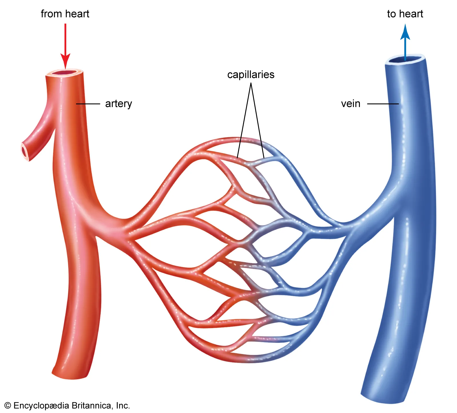 <p><span style="color: rgb(255, 105, 180);"><strong>Arteries:</strong></span></p><ul><li><p>carry oxygenated blood away from the heart at high pressure</p></li><li><p>thick, elastic wall</p></li></ul><p><span style="color: rgb(255, 105, 180);"><strong>Veins:</strong></span></p><ul><li><p>return deoxygenated blood to the heart at low pressure</p></li><li><p>thin wall</p></li></ul><p><span style="color: rgb(255, 105, 180);"><strong>Capillaries:</strong></span></p><ul><li><p>tiny vessels that connect arteries and veins to facilitate the exchange of water, oxygen, nutrients, and waste with tissues</p></li></ul><p></p>