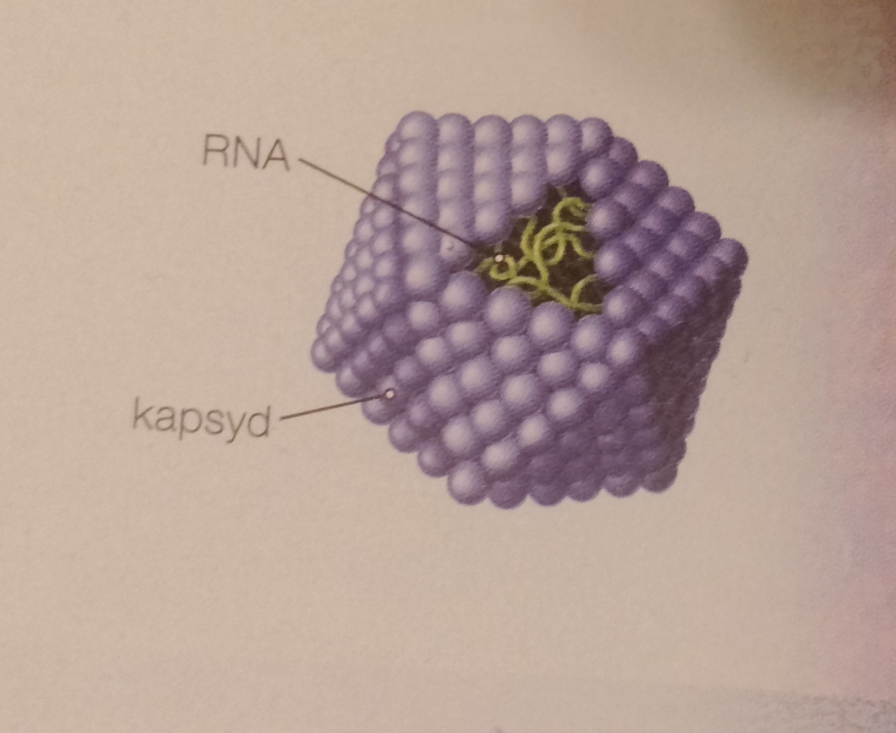 <p>Bryłowa np.wirus zapalenia wątroby typu A </p>