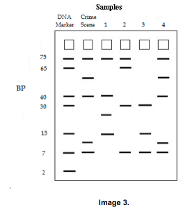 <p>Which suspect should be convicted for a crime based on the DNA profile in Image 3?</p>