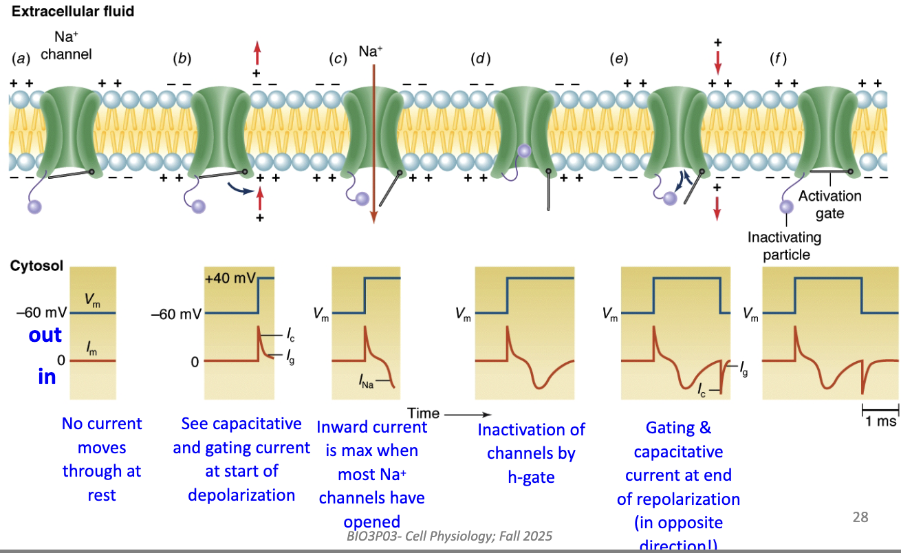 <ul><li><p><strong>At rest:</strong> channels closed → no current.</p></li><li><p><strong>Start of depolarization:</strong> gating + capacitative currents (small, brief).</p></li><li><p><strong>Peak depolarization:</strong> max inward Na+ current (many channels open).</p></li><li><p><strong>Later:</strong> Na+ channels inactivate (h-gate closes) → inward current stops.</p></li><li><p><strong>End of repolarization:</strong> opposite gating &amp; capacitative currents occur.</p></li></ul><p></p><p>Understand capacitance for test.</p><p></p>