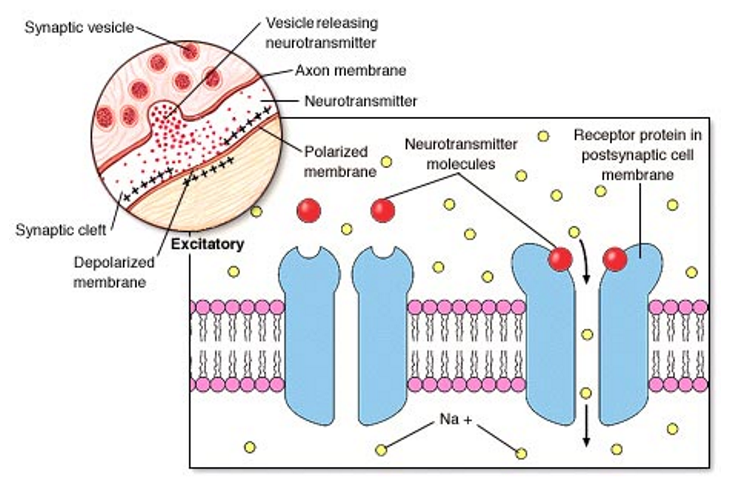 The binding of the neurotransmitter and the receptor proteins