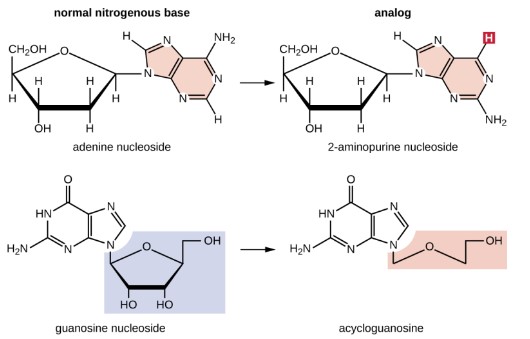 are structurally similar to normal nucleotide bases and can be incorporated into DNA during replication. These base analogs induce mutations bec. they often have different base-pairing rules than the bases they replace