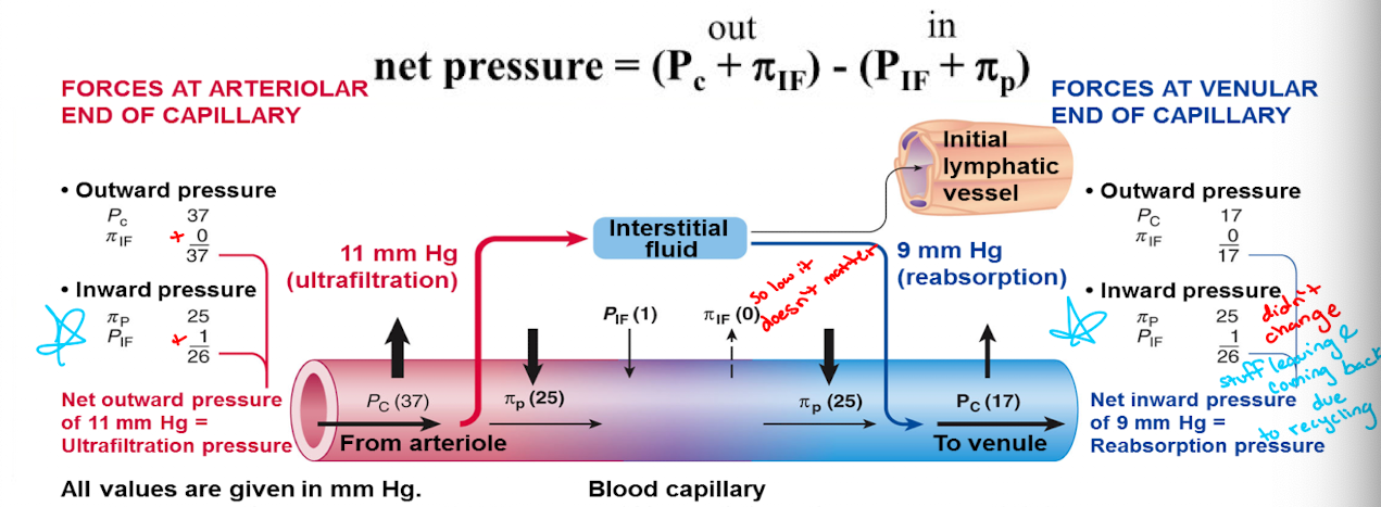 <p>(π<sub>p</sub>) - plasma-colloid osmotic pressure</p><p>(P<sub>IF</sub>) - interstitial fluid hydrostatic pressure</p><p>→ (P<sub>IF</sub> + π<sub>p</sub>)</p>