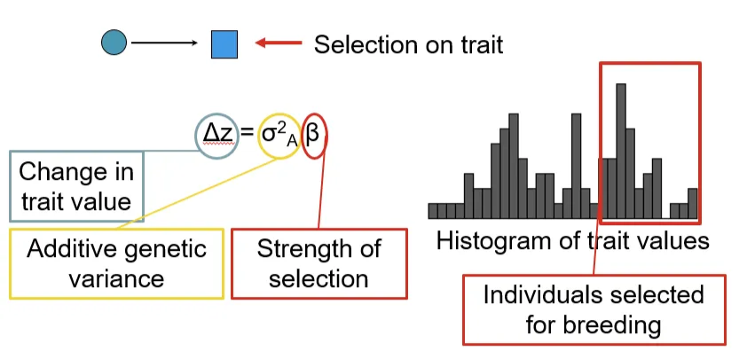<p>Breeder’s equation</p><p><span>R = h²S</span></p>
