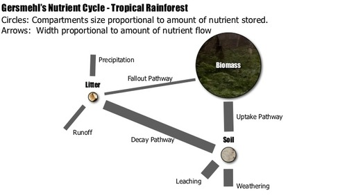 <ul><li><p>quick process</p></li><li><p>continuous fallout from biomass</p></li><li><p>litter decomposes quickly due to warmth + damp conditions</p></li><li><p>nutrient uptake by roots from soil</p></li><li><p>loss from leaching</p></li><li><p>consumers eat plants</p></li><li><p>consumers die and nutrients back in soil by decomposers</p></li></ul><p></p>