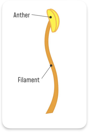 <p>Stamen </p>