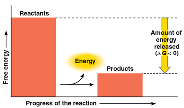 <p>proceeds with a net <strong>release </strong>of free energy to the surroundings</p><ul><li><p>products store less free energy than reactants</p></li><li><p>deltaG is negative = reaction occurs spontaneously</p></li><li><p>deltaG magnitude determines max amount of work the reaction can perform</p></li></ul><p></p>