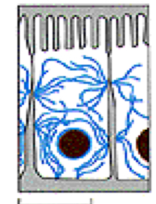 <p>-anchored to plasma membrane junctional complexes and also are within the nucleus.</p><p>-thicker than actin filaments, but thinner than microtubules</p><p>-most stable elements of the cytoskeleton because they are the less soluble</p><p>-Not involved in cell movement</p><p>-Their function is structural. They confer support and</p><p>mechanical stability to the tissues.</p>