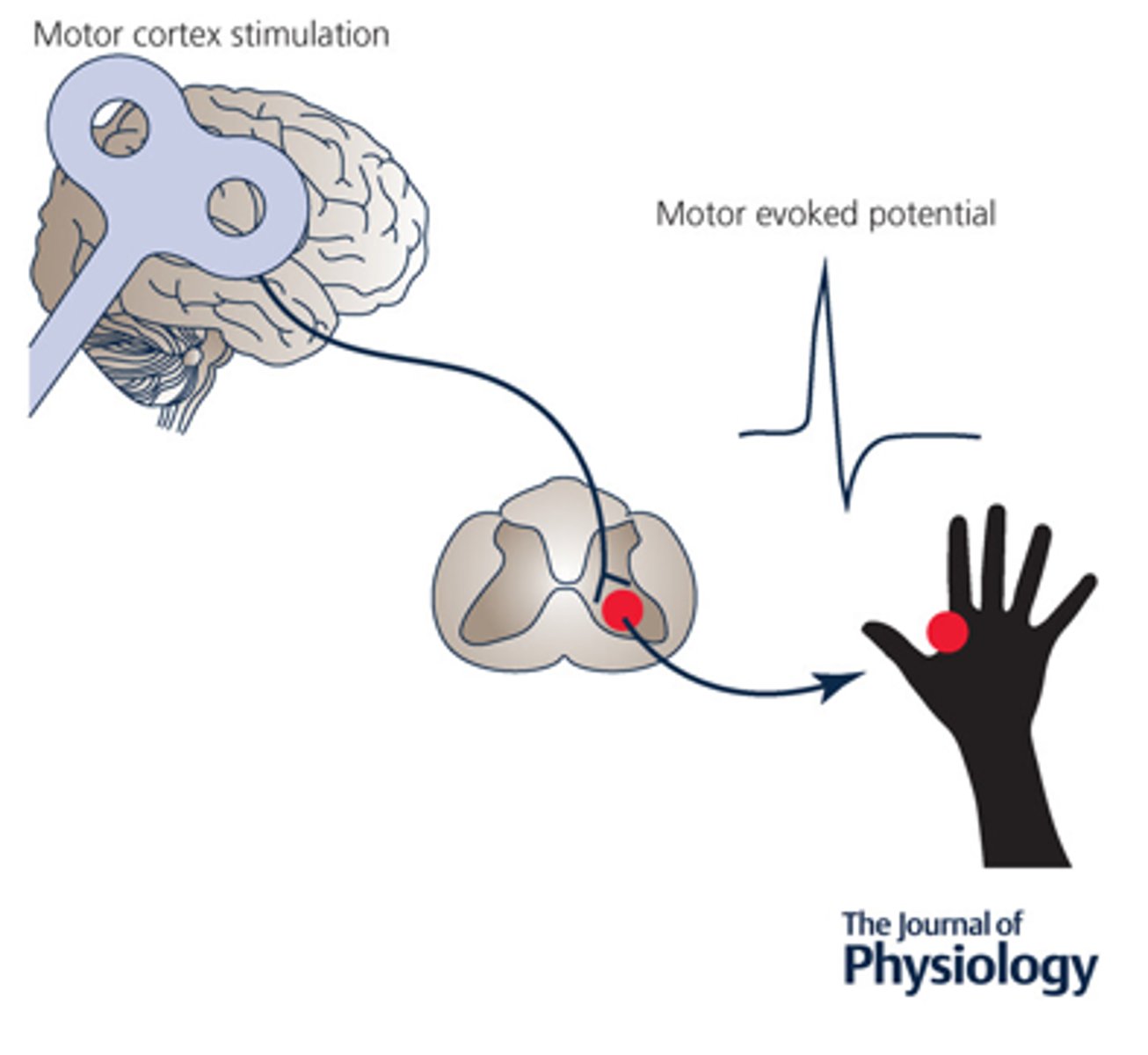 <p>what type of stimulation</p>