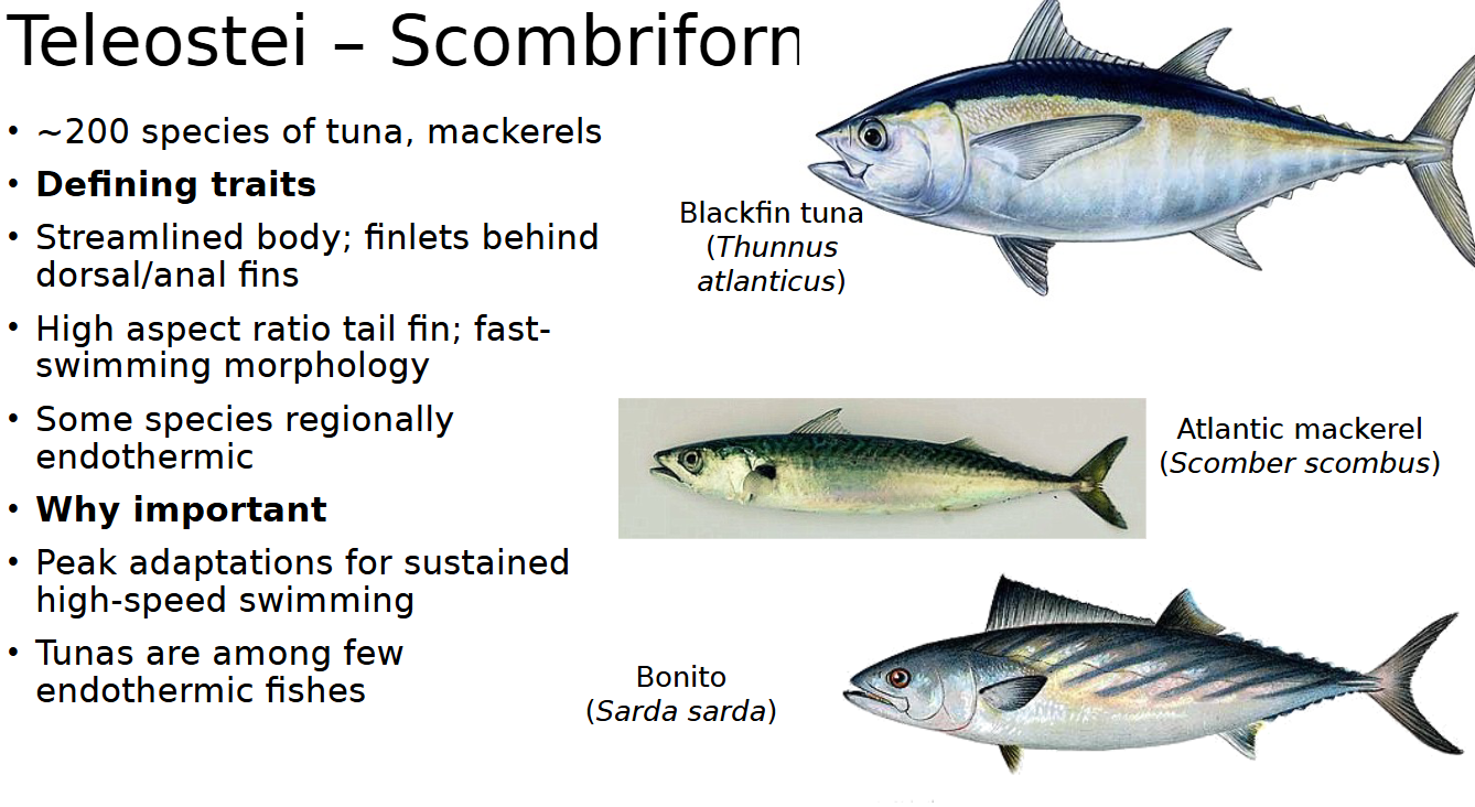 <p><span style="color: rgb(0, 0, 0);"><span>• Streamlined body; finlets behind dorsal/anal fins<br>• High aspect ratio (width to depth of tail fin); fast- swimming morphology<br>• Some species regionally endothermic<br>• Peak adaptations for sustained high-speed swimming<br>• Tunas are among few endothermic fishes</span></span></p>
