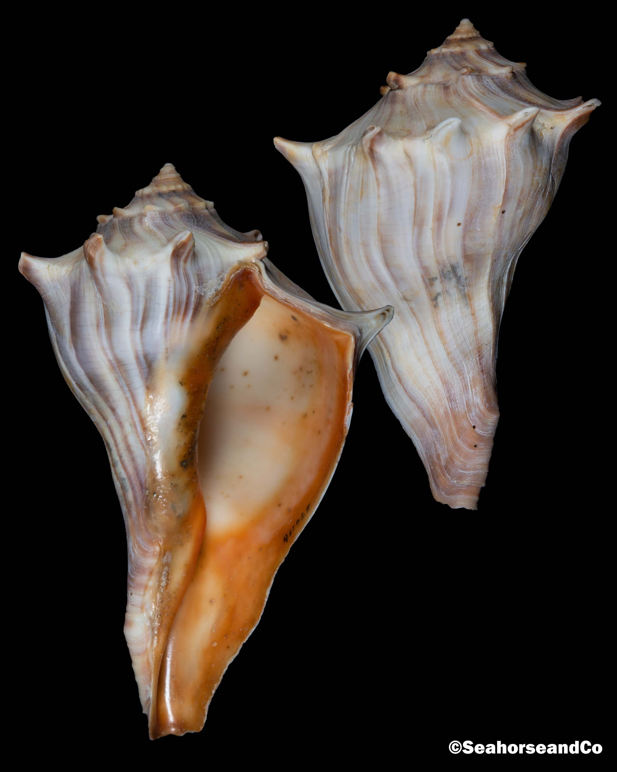 <p>Knobbed Whelk</p><p></p>