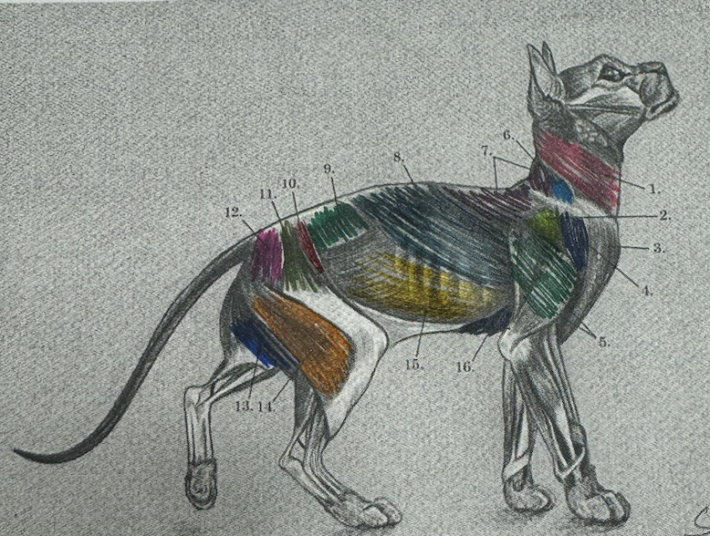 <p>What is muscle number 2</p>
