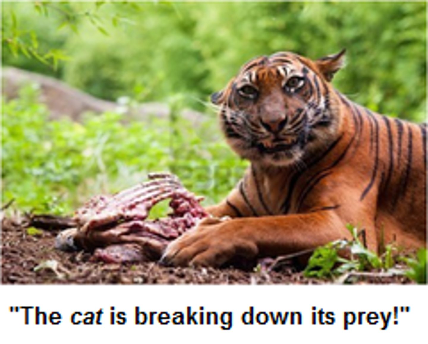 <p>Metabolic pathways that break down molecules, releasing energy.</p>