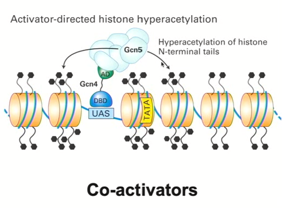 <ul><li><p>Gcn4 interacts with its upstream activation sequence</p></li><li><p>The activation domain mediates the interaction with another protein complex (coactivator) called Gcn5 <strong>which adds acetyl groups instead of removing them (histone acetyl transferases)</strong></p></li><li><p>This changes the conformation of the histones and chromatin so that it becomes more open and has access to DNA transcription factors</p></li></ul><p></p>