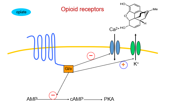 <p>opiates bind to <strong>opioid receptors</strong>, which are <strong>G-protein coupled receptors (GPCRs)</strong> coupled specifically to the <strong>Gi/o protein family</strong>.</p>