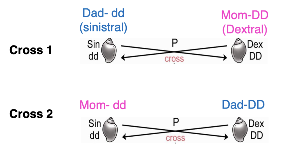 <p><span style="color: blue">The two following crosses produce offspring with the</span><span style="color: blue"><br></span><span style="color: blue">genotype Dd. Because D (dextral) is dominant over d</span><span style="color: blue"><br></span><span style="color: blue">(sinistral), offspring from both crosses will be dextral</span><span style="color: blue"><br></span><span style="color: blue">A. True</span><span style="color: blue"><br></span><span style="color: blue">B. False</span></p>