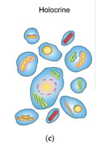 <p>Type of exocrine gland that secretes substances by rupturing the entire cell</p>