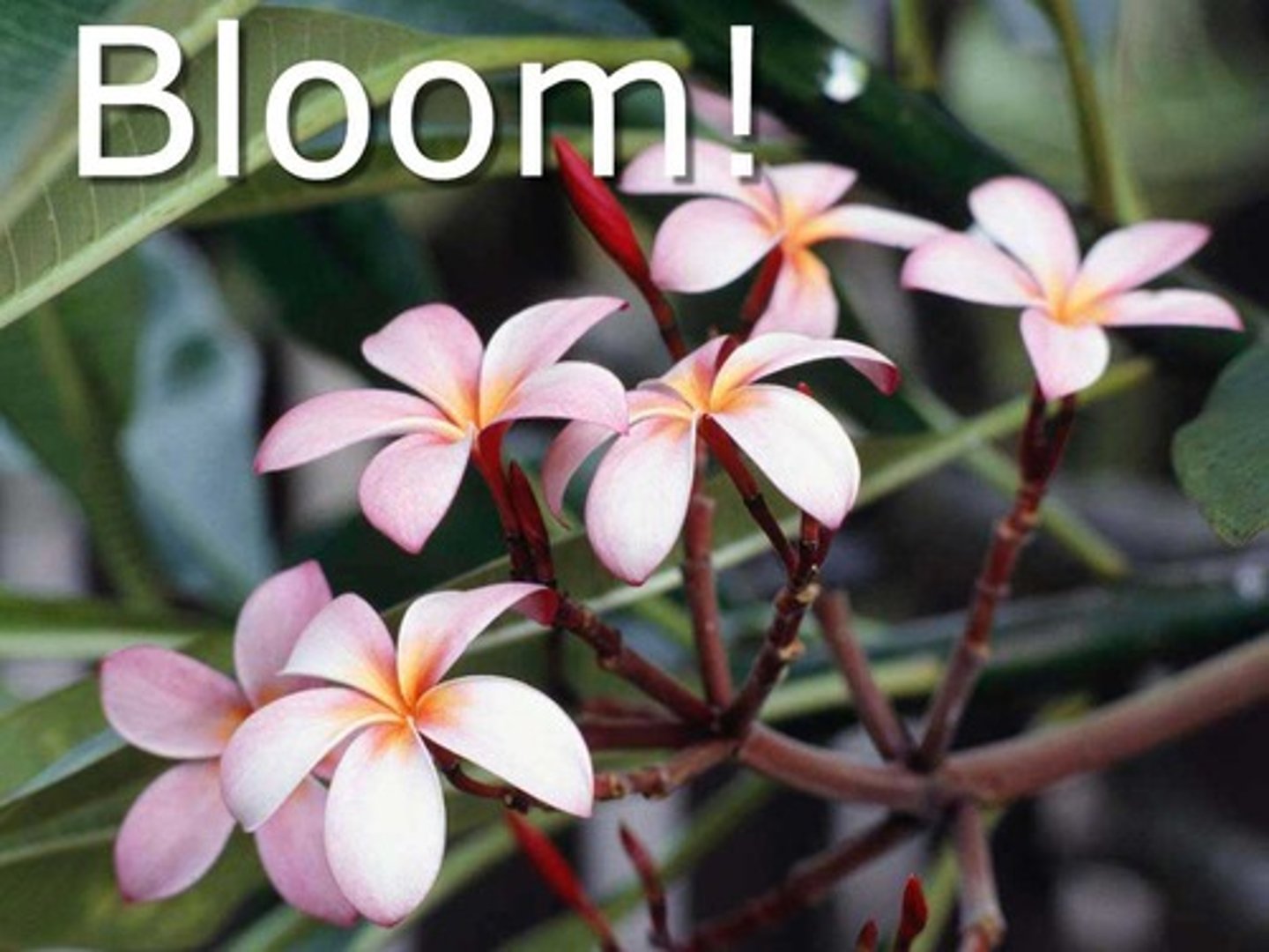 <p>prosperar (to flourish)</p>