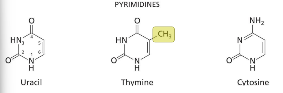 <ul><li><p>Smaller but longer name and must have two N’s in the ring.</p></li><li><p>All have a carbonyl at C2.</p></li><li><p>Uracil and thymine have carbonyls at C2 and C4; thymine has a methyl group at C5.</p></li><li><p>All bases are aromatic and heterocyclic. </p></li></ul><p></p>