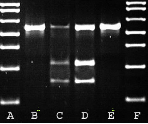 Zijn C en D homo- of heterozygote?