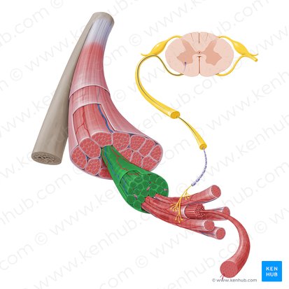 <p>bundle of muscle fibers</p>