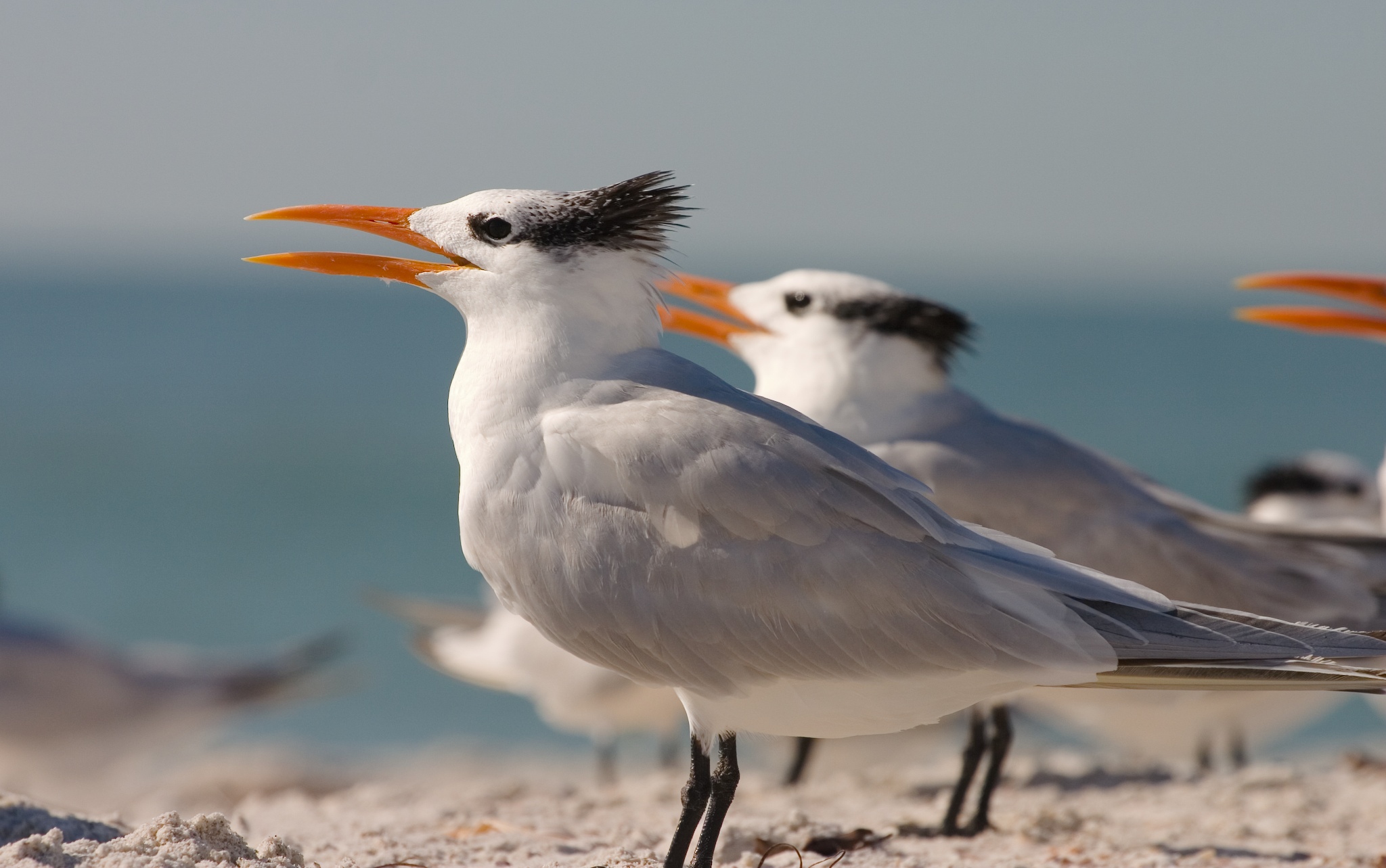 <ul><li><p>Crested head</p></li><li><p>Black on head</p></li><li><p>White face &amp; undersides</p></li><li><p>Grey topside</p></li><li><p>Solid orange bill</p></li></ul><p></p>