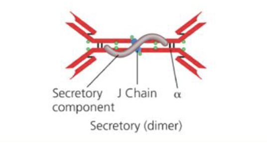 <p>Why is it important that IgA can form a dimer?</p>