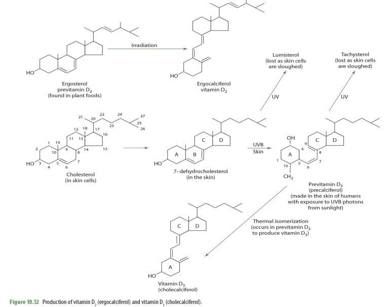<p><span style="color: blue;">lumisterol (lost as skin cells </span><span style="color: blue;">sloughed off</span><span style="color: blue;">)</span></p>