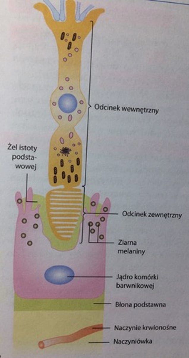 <p>neuron receptorowy odbierający silne światło oraz barwy. W siatkówce jest ich 5 mln. </p><p>Odcinek zewnętrzny/czopek jest wypełniony wpukleniami błony komórkowej, w których znajduje się jodopsyna. </p><p>Podstawna cz. kom. czopkonośnej jest rodzajem akosnu i kończy się nasadą czopka. </p><p>Wyróżniamy 3 rodzaje czopków, każdy z nich ma inne barwniki wzrokowe:</p><p>- czopki S - czułe na barwę fioletową i niebieską</p><p>- czopki M - zielona</p><p>- czopki L - żółta i czerwona </p><p>Czopki M i L są liczniejsze od czopków S.</p><p>1 czopek tworzy synapsę z 1 kom. dwubiegunową i 1 kom. zwojową. </p><p>Między kom. pręcikonośnymi i czopkonośnymi występują połączenia typu neksus. </p>