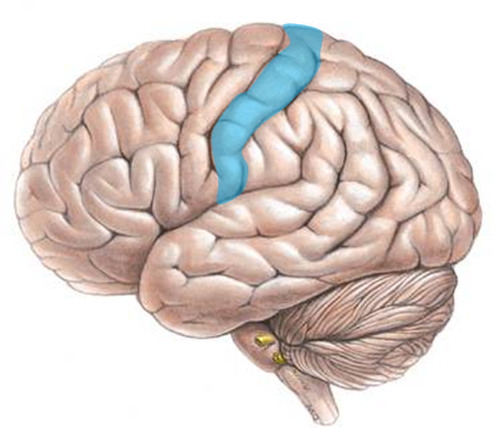 <p>On the parietal lobes</p>