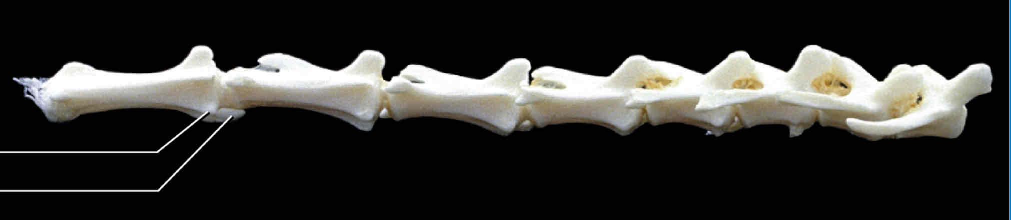 <p>What type of vertebra is this?</p>