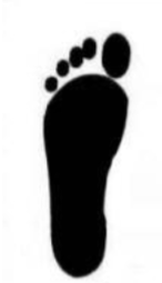 <p><span>Why is the foot shaped this way</span></p>