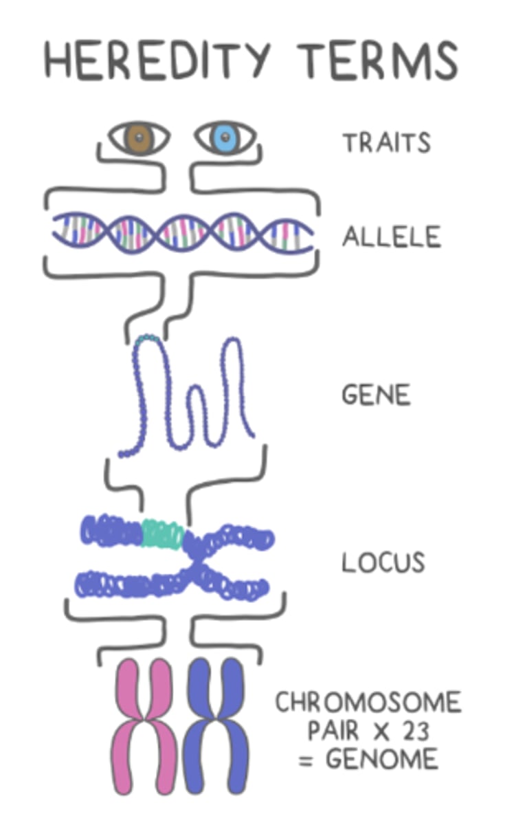 <p>allele</p>