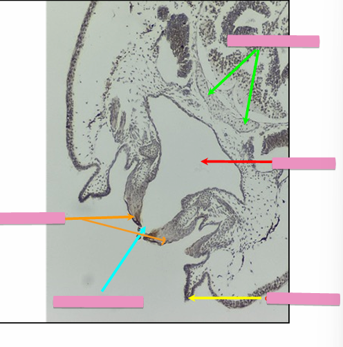 <p>what level<br>primary brain vesicle<br>parts</p>
