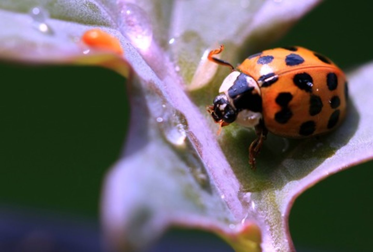 <p>Coccinellidae</p>