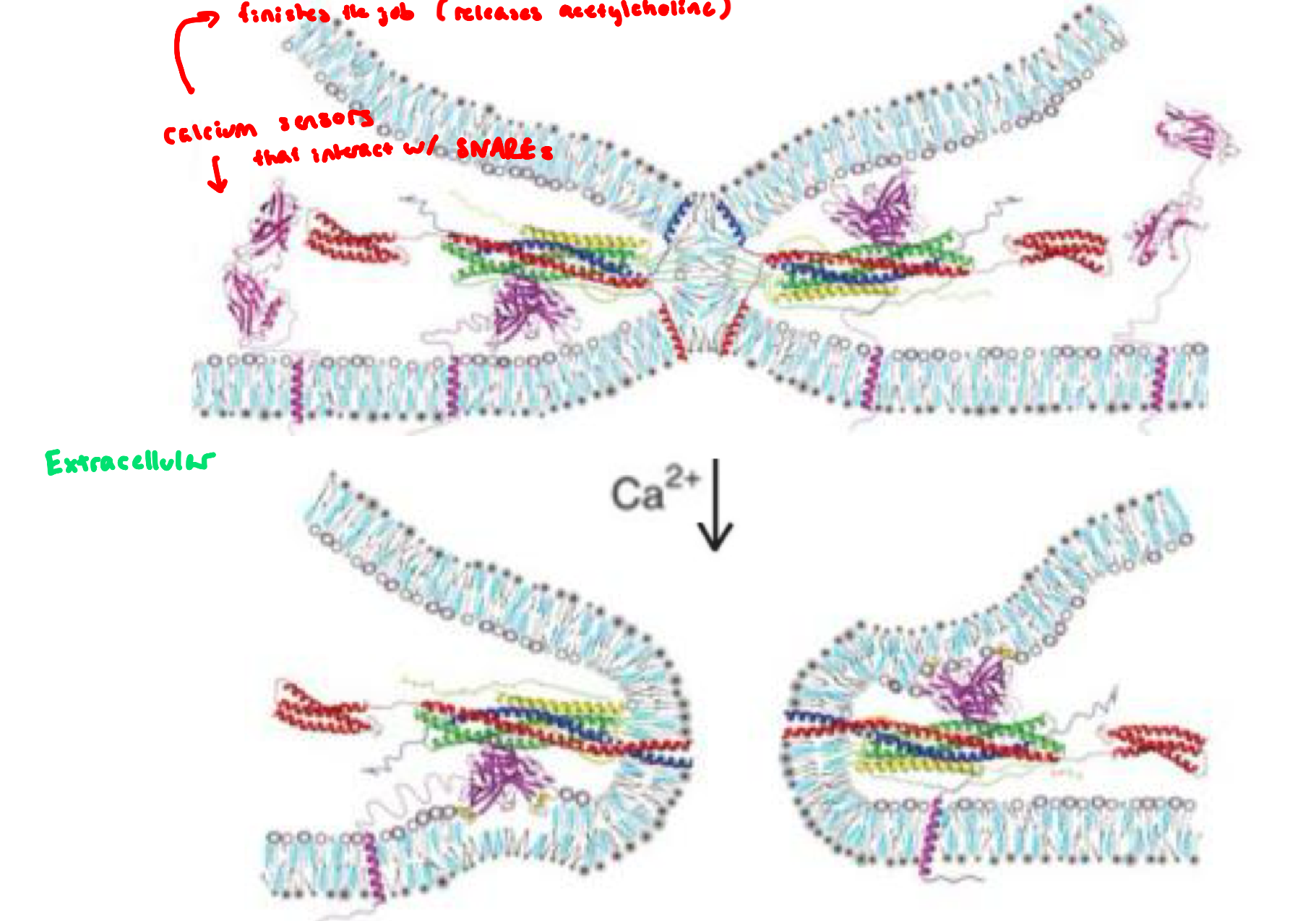 <ul><li><p>synaptotagomin: a Ca<sup>2+</sup> sensor embedded in the synaptic vesicle and controls whether fusion goes forward</p></li><li><p>before Ca<sup>2+</sup>&nbsp;arrives, synaptotagmin acts as a fusion clamp, </p><ul><li><p>preventing premature fusion when vesicles are docked and primed, and the SNARE complex is partially zippered</p></li></ul></li><li><p>synaptotagmin binding to the SNARE complex causes the fusion clamp to tighten further and creates additional disturbance in the bilayer</p></li><li><p>when Ca<sup>2+</sup>&nbsp;enters the neuron, Ca<sup>2+</sup>&nbsp;binds synaptotagmin </p><ul><li><p>Ca²⁺-bound synaptotagmin releases the “clamp,” accelerates SNARE zippering, and triggers immediate vesicle fusion → neurotransmitter release</p></li></ul></li></ul><p></p>
