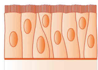 <p>pseudostratified columnar</p>