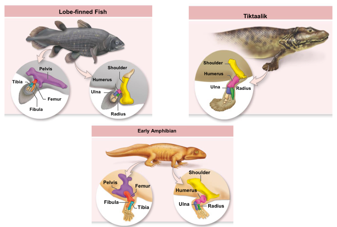 <p>What fossil shows the transition from an aquatic environment to a terrestrial environment</p>