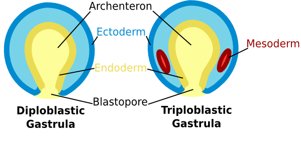 <p>germ layers of embryonic tissue with only an Endoderm and Ectoderm, may have a middle non living layer </p>