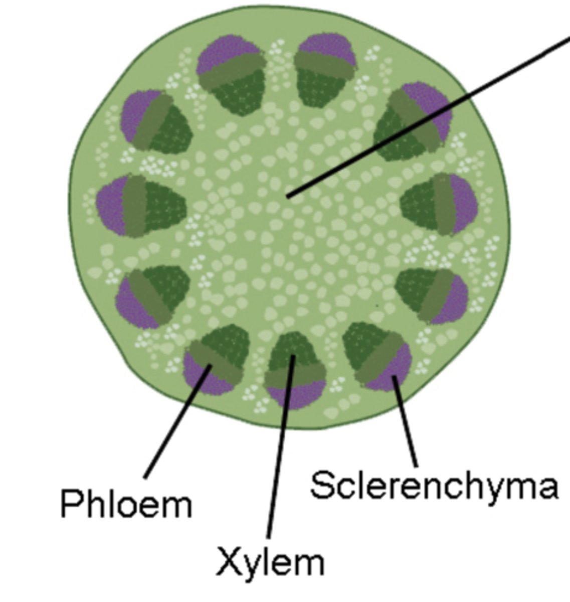 <p>sclerenchyma</p>