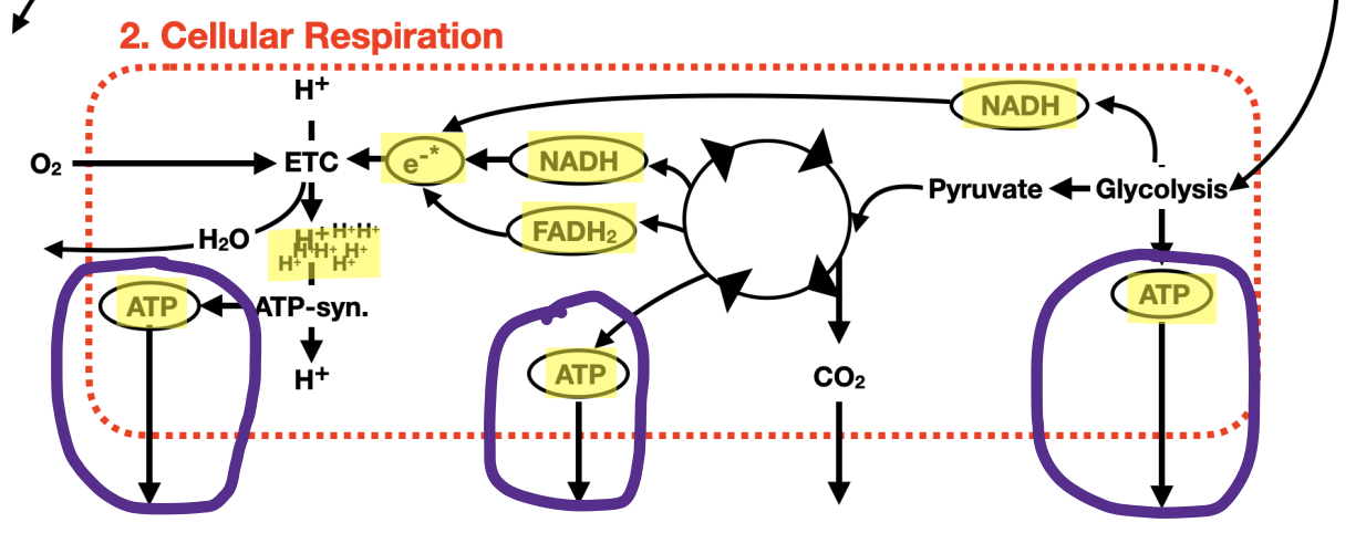 <p>Trace the flow of energy through the steps of cellular respiration</p>