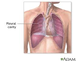 <p>Pleural Cavity</p>