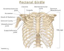 <p>pectoral girdle</p><ul><li><p>clavicle</p></li><li><p>scapula</p></li></ul><p></p>