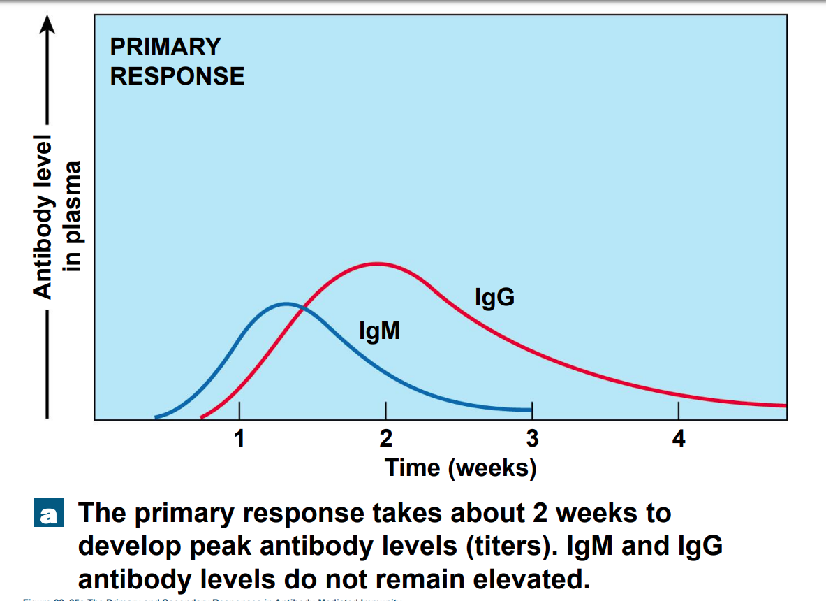 * Takes time to develop 
* Peak response can take two weeks to develop 
  * Declines rapidly 
* Antigens activate B cells 
* Plasma cells differentiate 
* **Antibody titer** (level) slowly rises 
  * IgM is produced faster than IgG 
    * Is less effective than IgG