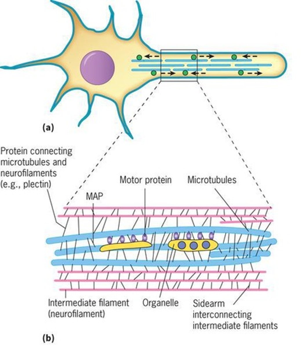 <p>Proteins that stabilize and promote microtubule assembly.</p>