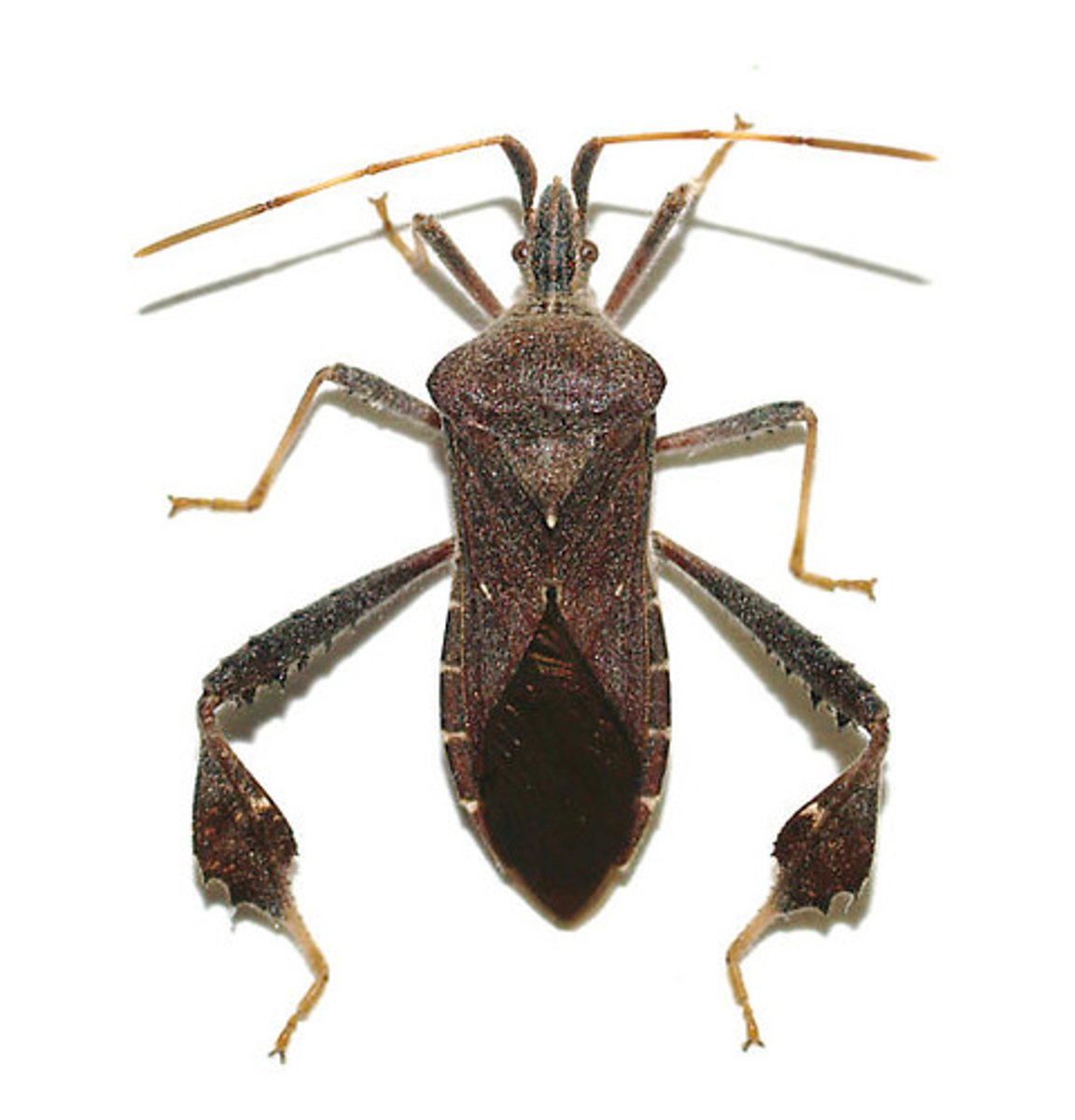 <p>Leaf-footed bugs</p>